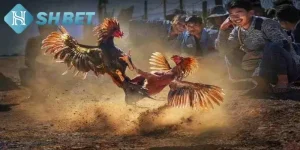 Đá Gà SHBET88: Khám Phá Livestream, Rinh Quà Giá Trị!